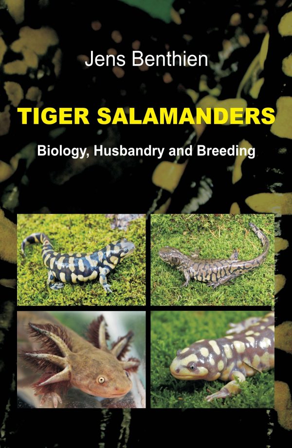 Tiger salamanders